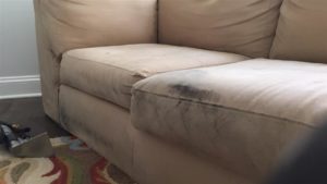 Upholstery Cleaning Northern Beaches